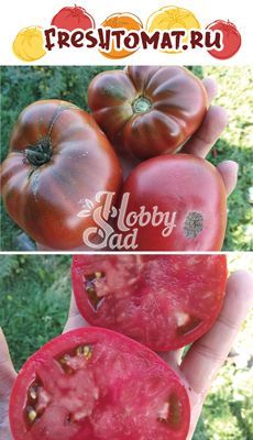 Томат Гном Маралинга (Dwarf Maralinga)  (10 шт) FRESHTOMAT