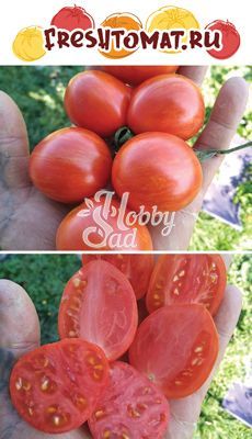 Томат Золотой тигр Роужвуда (Roughwood Golden Tiger / США) (10 шт) FRESHTOMAT