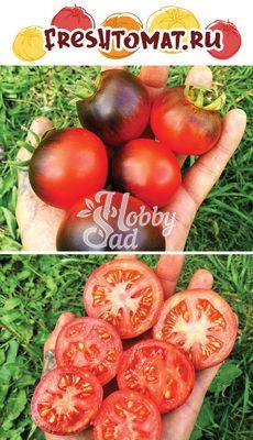 Томат ОСУ синий полосатый (OSU Blue Striped) (10 шт) FRESHTOMAT
