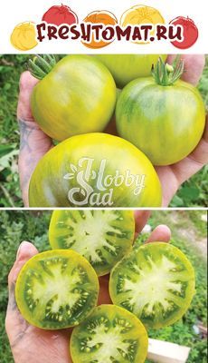 Томат Гном Красота Берилл (Dwarf Beryl Beauty) (10 шт) FRESHTOMAT