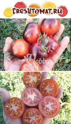 Томат Шеф Юбер (Chief Hubert ) (10 шт) FRESHTOMAT