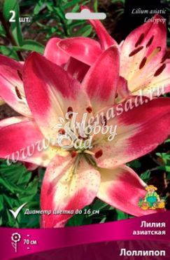 Лилия азиатская Лоллипоп 14/16 (2 шт) Поиск