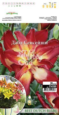  Лилия Дабл Сенсейшн 14/16 (1 шт) азиатская махровая BDB