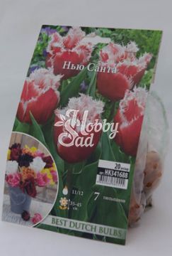  Тюльпан Нью Санта 11/12 (7 шт) бахромчатый BDB