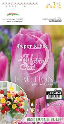  Тюльпан Ферст Класс  12/+ (5 шт) триумф BDB