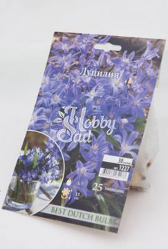  Хионодокса Луцилия 5/7 (25 шт) / арт. 1227 /