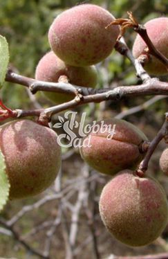 Абрикос сибирский (сеянец) ЛПХ Данилюк