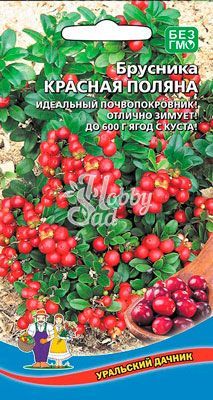 Брусника Красная поляна (20 шт) Уральский Дачник