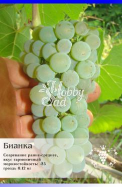 Виноград Бианка технический (для сока и вина) ЛПХ Данилюк
