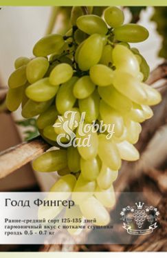 Виноград Голд Фингер столовый ЛПХ Данилюк