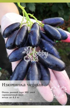 Виноград Изюминка черная столовый ЛПХ Данилюк