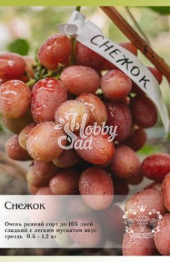 Виноград Снежок (Голуба) столовый ЛПХ Данилюк