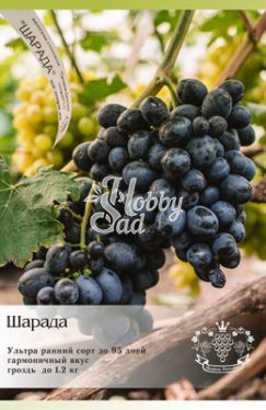 Виноград Шарада столовый ЛПХ Данилюк