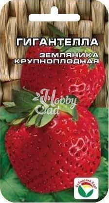 Земляника Гигантелла  (10 шт) Сибирский Сад