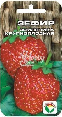 Земляника Зефир (10 шт) Сибирский Сад