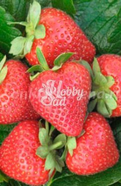 Земляника садовая Вивара (Fragaria ananassa Vivara) (коробка 5 шт) Поиск