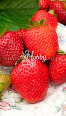 Земляника садовая Диамант (Fragaria ananassa Diamante) (коробка 5 шт) Поиск