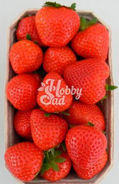 Земляника садовая Лола (Fragaria ananassa Limalexia) (коробка 5 шт) Поиск