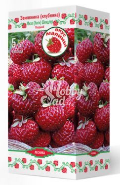 Земляника садовая Мизе (Кити) Шиндлер (Fragaria ananassa Mieze Schindler)) (коробка 5 шт) Поиск