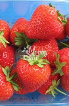 Земляника садовая Моллинг аллюр (Fragaria ananassa Malling Allure) (капер 3 шт) Поиск