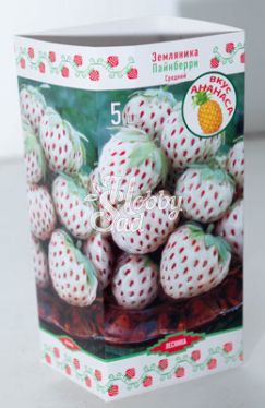 Земляника садовая Пайнберри (Fragaria ananassa Pineberry) (коробка 5 шт) Поиск