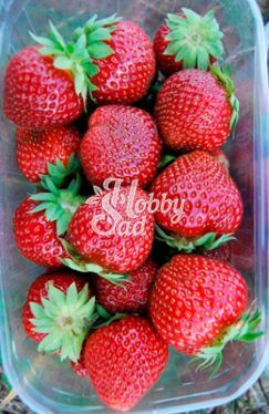 Земляника садовая Сага (Fragaria ananassa Polka) (коробка 5 шт) Поиск