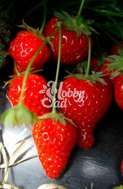 Земляника садовая Сизоже (Fragaria ananassa Cisojee) (коробка 5 шт) Поиск