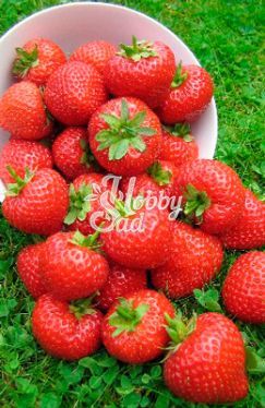 Земляника садовая Твист (Fragaria ananassa Twist) (коробка 5 шт) Поиск