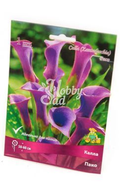 Калла Пако 14/16 (1 шт) Поиск