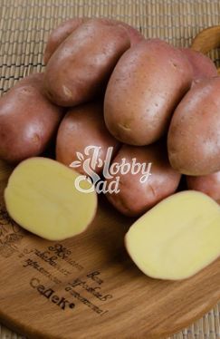 Картофель семенной Ажур среднеранний (Элита) (сетка 2 кг/шт) Седек