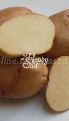 Картофель семенной Крепыш /Суперэлита/ (уп. 3 кг)