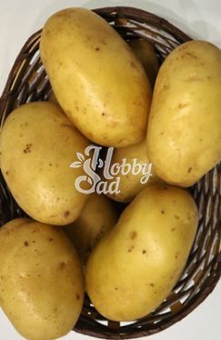 Картофель семенной Крепыш Суперэлита (1 кг)