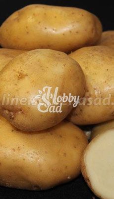 Картофель семенной Лорх /Элита/ (уп. 3 кг)