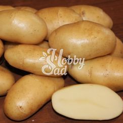 Картофель семенной Фрителла Элита  28/55 (уп 25 кг)