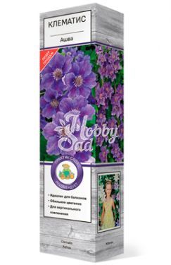 Клематис Ашва крупноцветковый(1 шт) Поиск
