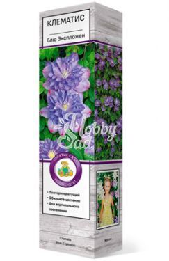 Клематис Блю Экспложен крупноцветковый (1 шт) Поиск