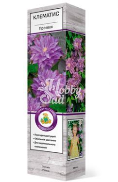 Клематис Пикоти крупноцветковый Люкс (1 шт) Поиск