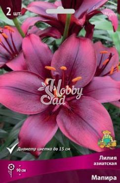 Лилия азиатская Мапира 14/16 (2 шт) Поиск
