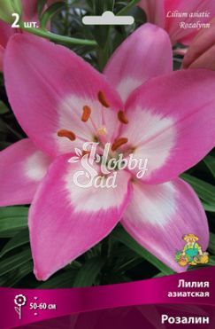 Лилия азиатская Розалин 14/16 (2 шт) Поиск