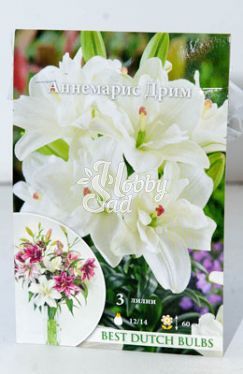Лилия Аннемарис Дрим 12/14 (3 шт) азиатская /арт. НК386700/ 
