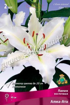 Лилия восточная Алма-Ата 14/16 (2 шт) Поиск