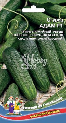 Огурец Адам F1 корнишон (5 шт) Уральский Дачник