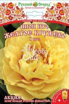 Пион ИТО Желтое кружево 2/3 (1шт)