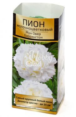 Пион Мун овер Баррингтон 2-3 (1 шт) Поиск ХИТ
