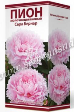 Пион Сара Бернар молочноцветковый 2-3 (1 шт) Поиск ХИТ