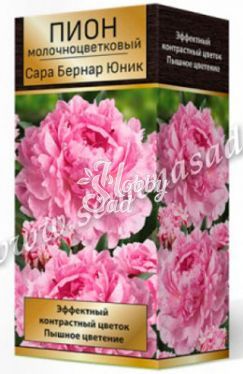 Пион Сара Бернар Юник молочноцветковый 2-3. (1 шт) Поиск ХИТ