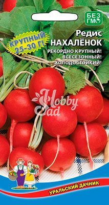 Редис Нахалёнок (2 г) Уральский Дачник 