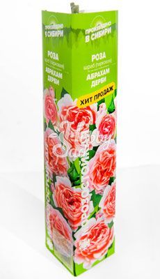 Роза Абрахам Дерби Шраб (парковая) (1 шт. в коробке) Семена Алтая Хит продаж