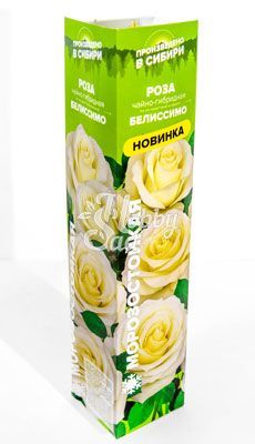 Роза Белиссимо Чайно-гибридная (1 шт. в коробке) Семена Алтая