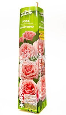 Роза Донателло Чайно-гибридная (1 шт. в коробке) Семена Алтая